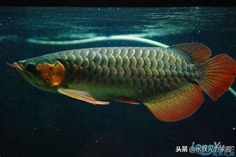 五個為什麼 辣椒紅龍幼魚